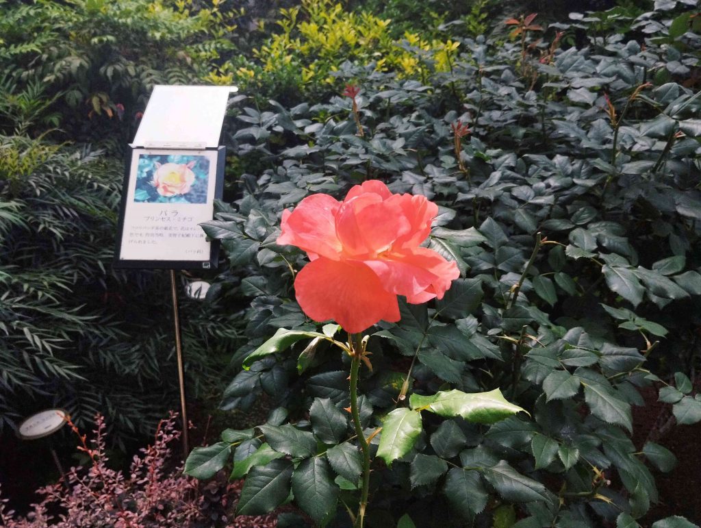 プリンセス・ミチコ