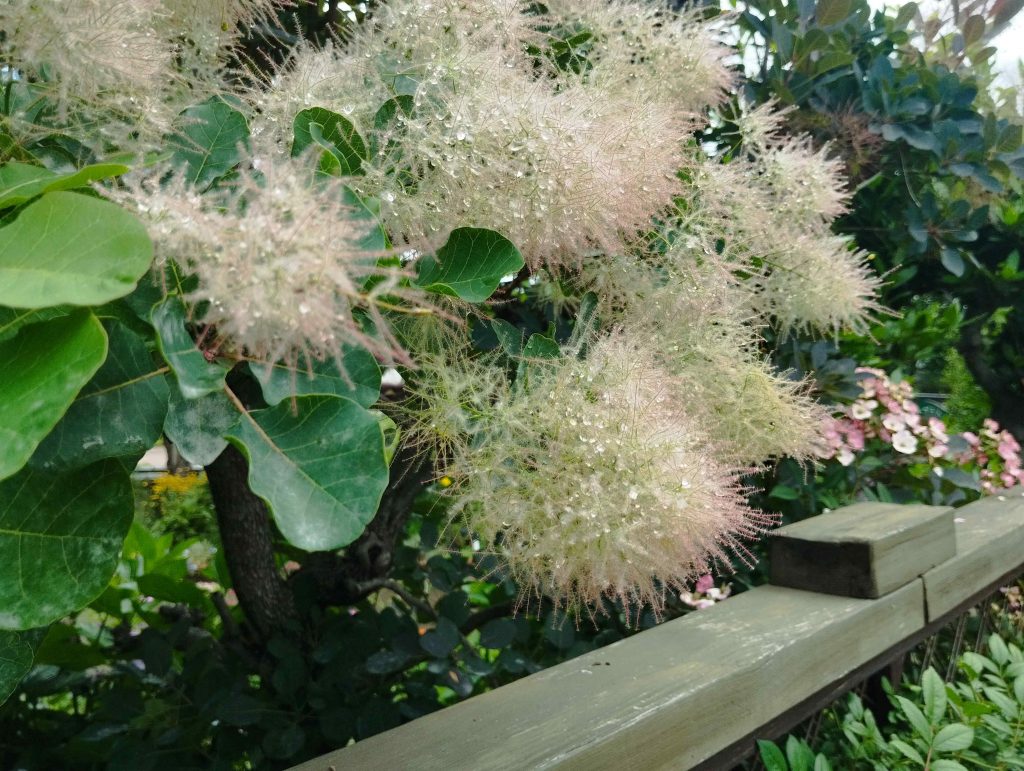 花イメージ