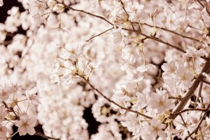 cherry-blossom-987192_640