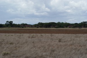 hayashi3