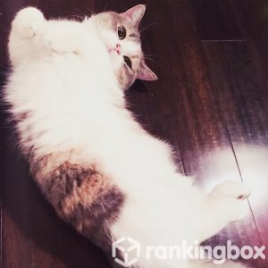 takahashi-minami_cat1