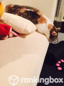 takahashi-minami_cat3