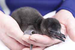 ペンギンの赤ちゃんに会いに行こう!