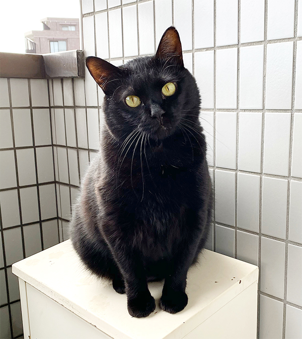 黒猫のすずりさん
