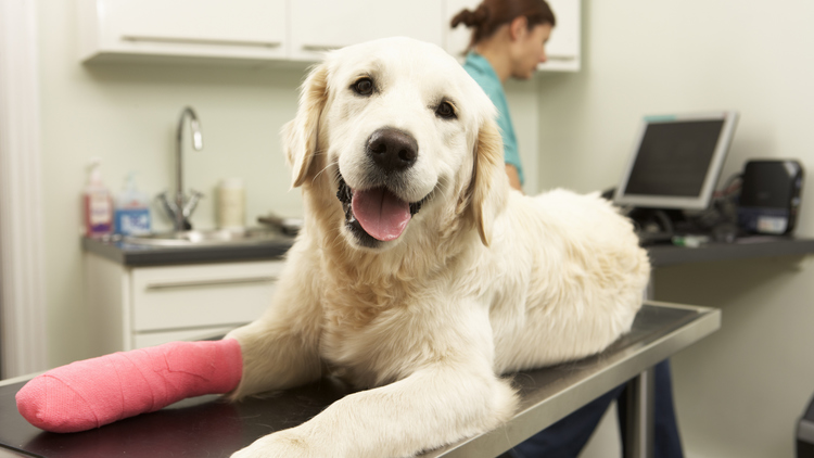 犬におすすめのペット保険6選【タイプ別比較】