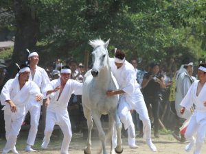 御小人(おこびと)と呼ばれる人たちが屈強な馬を選び総がかりで素手で捕らえ、第一番に捕らえられた馬が神社へ奉納される。この「上げ野馬の神事」による相馬地方の平和・繁栄の祈願を持って、野馬追は終了する(写真提供:南相馬市役所)
