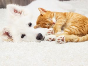 ▲昨年の『犬・猫推計飼育頭数全国合計』では、1994年の調査開始以来初めて『猫の数』が『犬の数』を上回った。昭和40年代団地ブームの頃は『小鳥』、平成のバブル時代には『爬虫類』など、時代ごとにペットブームの波が訪れてきたが、そのブームはわたしたちの住まいと密接な関わりを持っている。※写真はイメージ