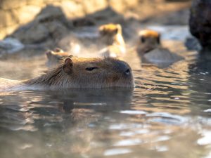 お湯に浸かる瞬間、その気持ちよさに思わず声が出てしまうことも。カピバラや猿、馬などもお湯に浸かるそうで、身体を温めるだけでなく、途中でしばし寝てしまう姿を見せることもあるなど、動物たちにも癒し効果があるといわれている