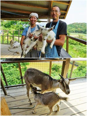 ▲ヤギの一家と共にアンプラグドな生活を送っている高岡盛志郎さん・博子さんご夫妻(42)。カリフォルニアで6年、佐賀市内で6年生活し、2018年3月、ここ有田に『TIMERの宿』をオープンした。宿名の『TIMER』は佐賀市内で経営していたレストランの店名に由来している。「ここは“自然の音”を感じる場所。段々畑の中腹に位置しているんですが、ものすごい高台で暮らしている感じ。木や鳥が飛ぶ様子を上から見下ろすこともできるんです」と博子さん。宿泊は5人まで可能。ヤギたちは庭の“草取り係”として活躍している