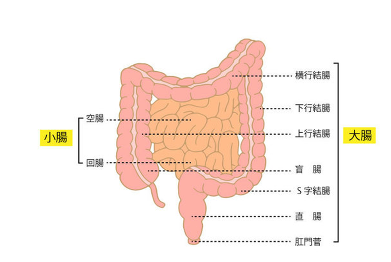 大腸と直腸