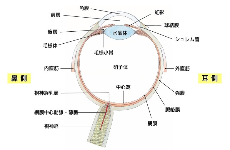 眼球横断図