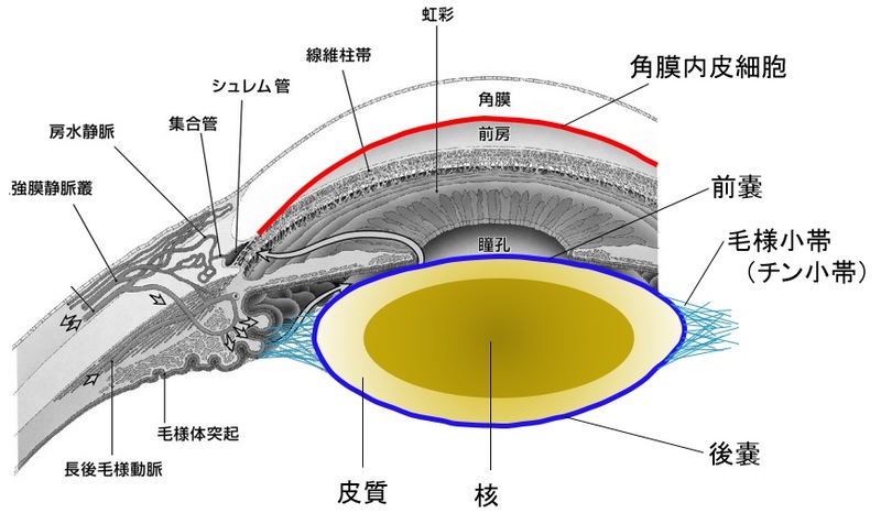 前眼部