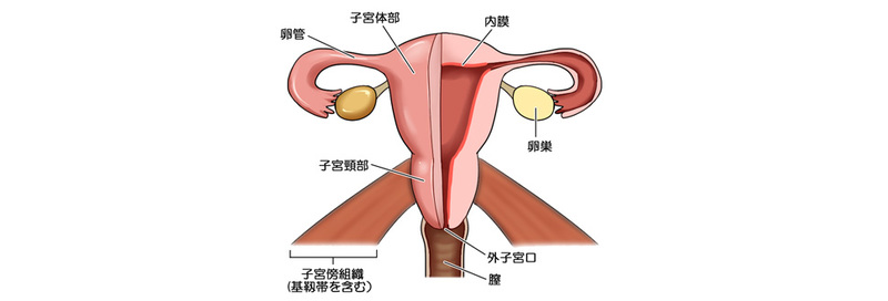 子宮の構造