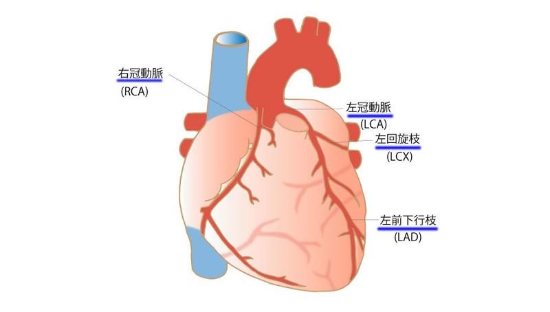 心臓の構造