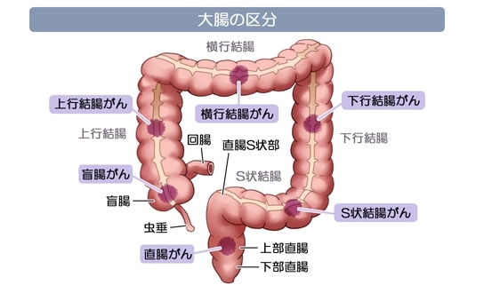 大腸詳細