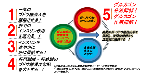 図2:食後血糖応答の正常化には肝・ブドウ糖取り込み率を高めねばならない。その手段は?