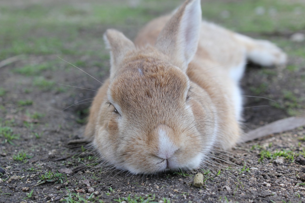 よく人に懐く野生のウサギ