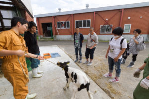 ここからは各イベントの様子を見てみましょう。こちらは酪農生産ステーションの見学の様子。つなぎを着ているのは本学のサークル、「乳牛研究会」の皆さんです。乳牛研究会では哺育舎の仔牛たちのお世話をしています。間近でみる仔牛に高校生からは「可愛い~!!」との声が。