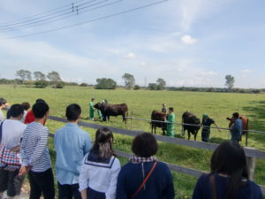 こちらは肉畜生産ステーション見学の様子。ここでは肉牛を約80頭飼育しております。牛たちのお世話は学生が中心。非農家や普通高校出身の学生もたくさんいるので、牛に触れた経験がなくても大丈夫!