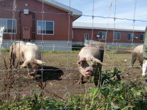 肉牛を見た後はバスで中小家畜の施設も見学しました。ここでは豚や羊、鶏などを飼育しています。