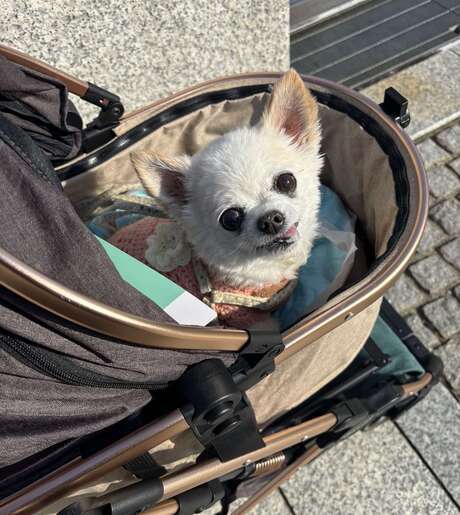 Middle rldi68vhondiirv4gj1gga