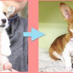 【さとおやライフVol.1】保護犬出身コルク、すくすくと育っています!