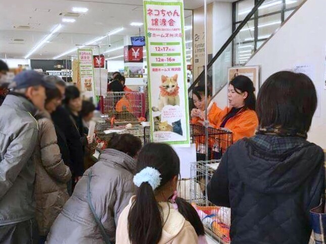 20161231_shimachu_ky_001