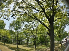 20130508_132954_HDR (1000x750)