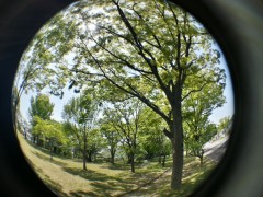20130508_133029_HDR (1000x750)