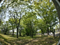 20130508_133226_HDR (1000x750)