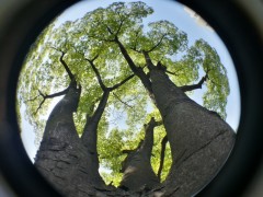 20130508_133437_HDR (1000x750)