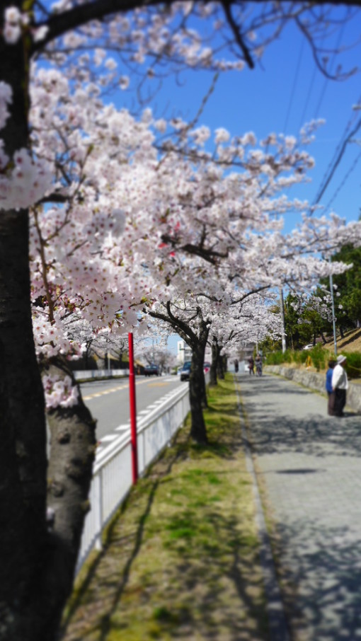 桜