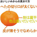 おいしい「みかん」の見分け方