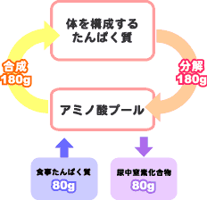たんぱく質の合成と分解