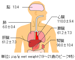 グラフ:部位別コエンザイムQ10の量