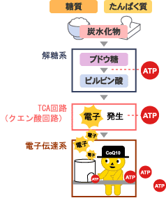 図:エネルギー産生メカニズムとコエンザイムQ10の果たす役割