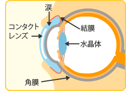 目の構造