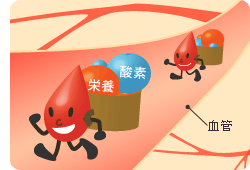 長い血管の中を血液が流れている