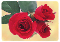 バラの花エキス