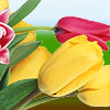 チューリップ