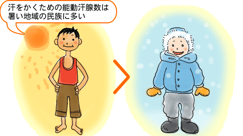 人間の汗腺数は同じだが、この能動汗腺数は民族によって差がある