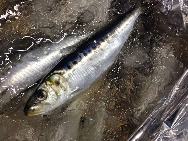 北海道厚岸産生イワシ