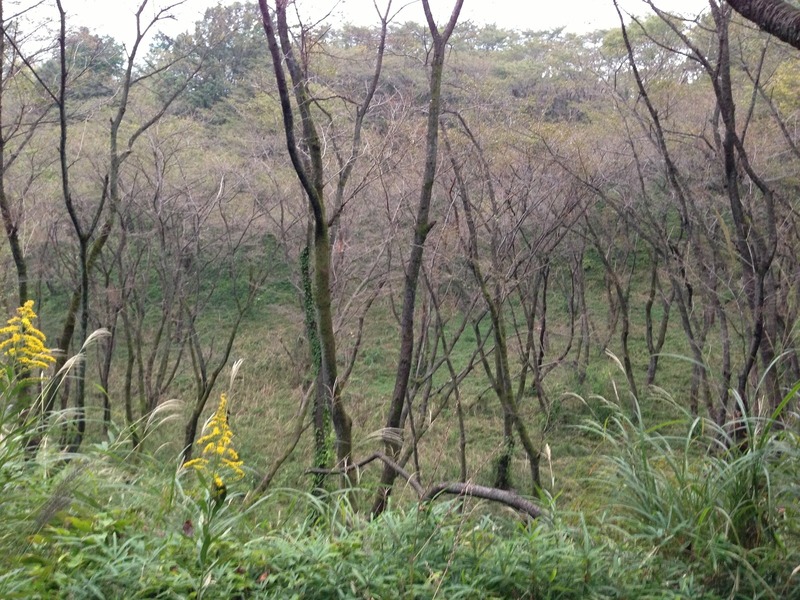 【滝山城】池跡。よくわからないかもしれないが。