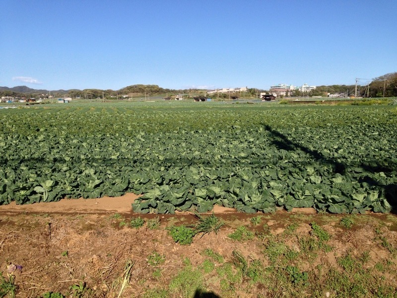 和田の畑作エリア。和田義盛の地盤だったはず。