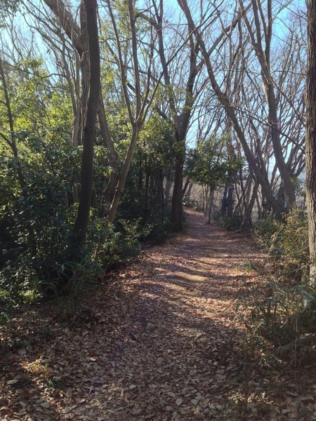 【初沢城】細尾根を西側に移動中。