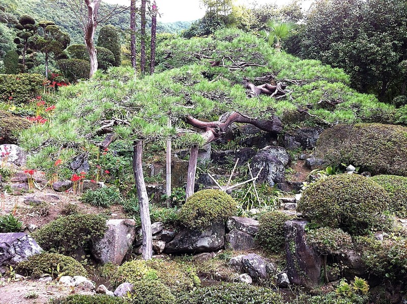 【積翠寺】夢窓国師作の庭。こんなにも山手のお寺で、夢窓国師の名を目にするとは思わなかった。<br>さすがは、武田信玄、誕生のお寺。<br><br>なお、この日は10月だがまだ暑く、汗ダラダラかいており、もはや繊細なカメラワークは望むべくもなかった（笑）