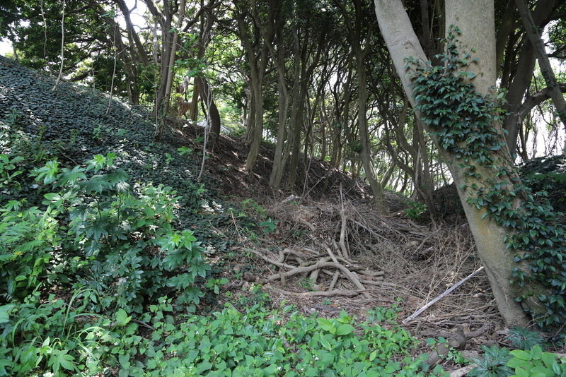 新井城の主郭を囲む高い土塁。<br><br>小田原城を押さえた北条早雲は、三浦道寸率いる三浦勢を破って、さらに東進を続け、ついに、ここ新井城に押し込めた。そして、3年以上にも渡る包囲戦を経て、早雲は三浦氏を滅ぼした。<br><br>ここは主郭を囲む土塁なので、三浦氏の最後の抵抗の場になったのではないか。<br><br>なお、この場所は普段は立ち入り禁止区域。この日は、道寸祭りの日で、この日だけ、一般公開される。