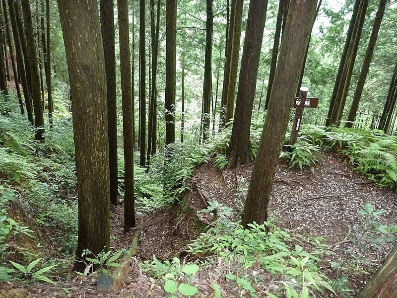 【丸子城】明瞭な竪堀。竪堀はこれまで何度となく撮影してきたが、ロクな写真が撮れたことがない。その中でもこれはよく撮れたほう。<br>      竪堀のうまい撮り方などあれば知りたい。
