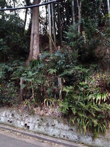 【石神井城】三宝寺の北東の土塁。わりと高いことが分かる。