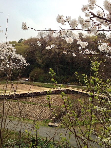 【深大寺城】今月末まで閉鎖中の深大寺城（水生植物園）。桜に挟まれた辺りが一の曲輪。改修されたようで、木の道が新しくなっている。この辺は戦国時代も湿地帯だっただろう。